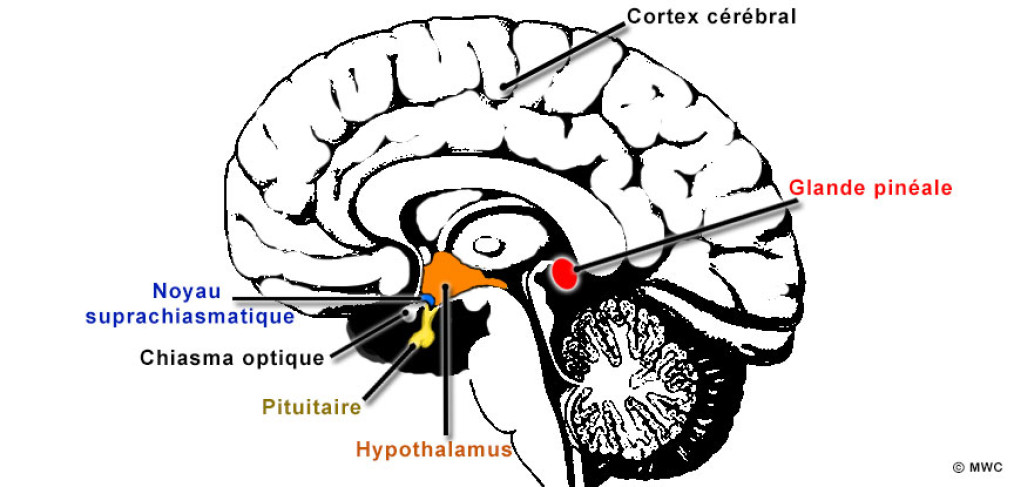 glande pinéale