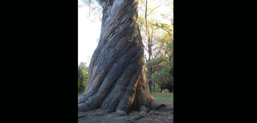 l’énergie d’un arbre