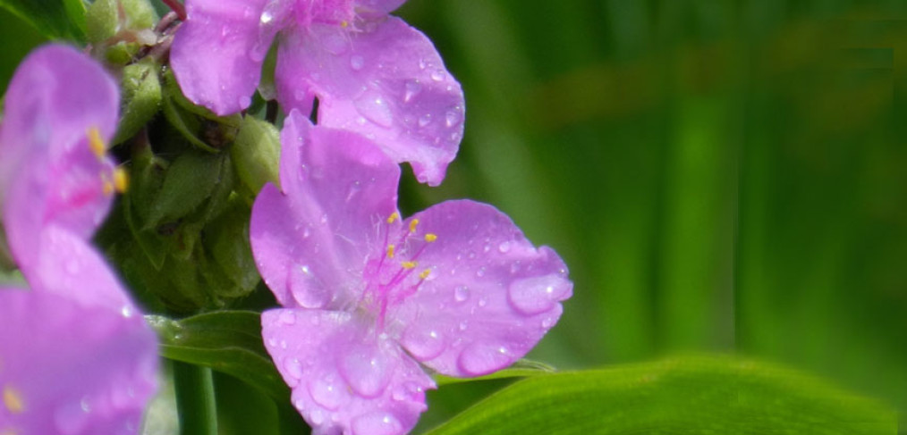 l’ange de l'eau